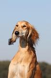 SALUKI 012